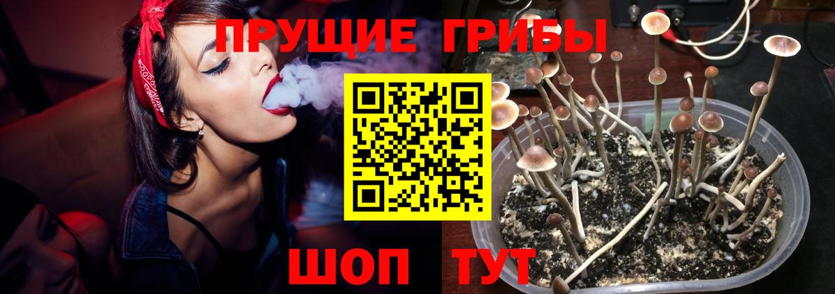 Галлюциногенные грибы MAGIC MUSHROOMS  Вход с VPN  Торжок 